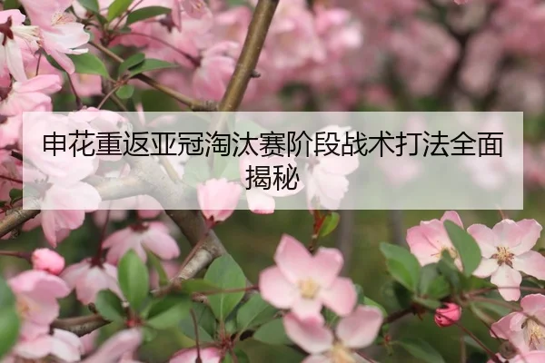 申花重返亚冠淘汰赛阶段战术打法全面揭秘